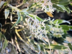 Epidendrum conopseum