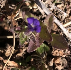 Stemodia durantifolia
