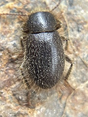 Eleodes littoralis