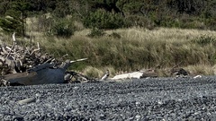 Charadrius bicinctus