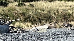 Charadrius bicinctus