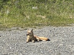 Lycalopex culpaeus magellanicus