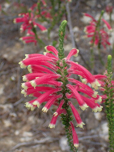 Image of Erica densifolia by (c) Ren Hoekstra, some rights reserved (CC BY)