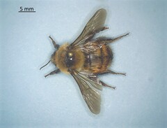 Bombus rufocinctus