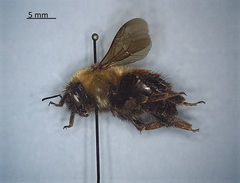 Bombus rufocinctus