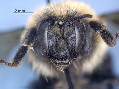 Bombus rufocinctus