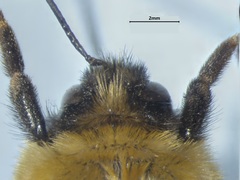Bombus rufocinctus
