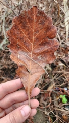Quercus bicolor