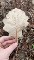 Quercus bicolor