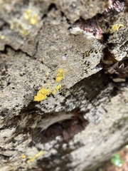 Mucronella flava