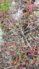 Chaerophyllum novae-zelandiae