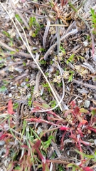 Chaerophyllum novae-zelandiae