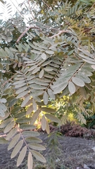 Senna siamea