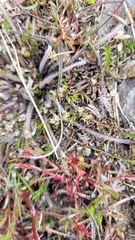 Chaerophyllum novae-zelandiae
