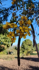 Senna siamea