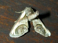 Paectes oculatrix