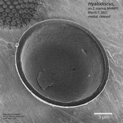 Hyalodiscus