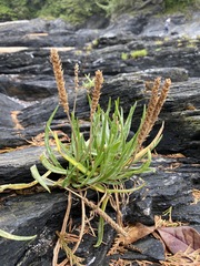 Plantago maritima