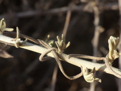 Helichrysum bachmannii