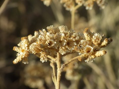 Helichrysum bachmannii