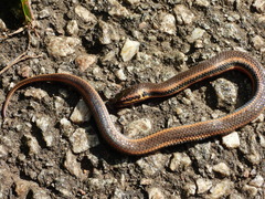 Pseudoeryx plicatilis