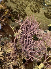 Calliarthron tuberculosum