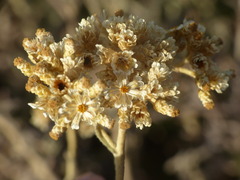 Helichrysum bachmannii