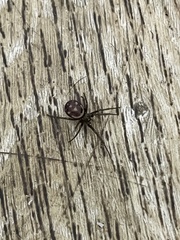 Steatoda grossa