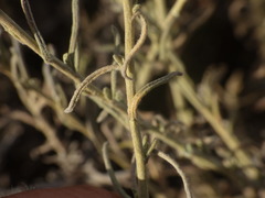 Helichrysum bachmannii