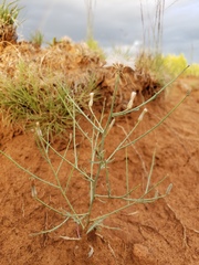 Lygodesmia juncea