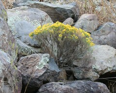 Ericameria laricifolia