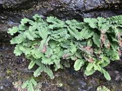 Adiantum aleuticum subpumilum