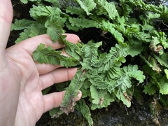 Adiantum aleuticum subpumilum