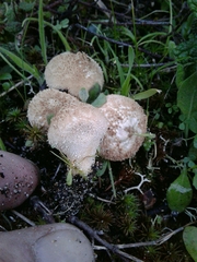Lycoperdon pratense