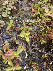 Pinguicula macroceras
