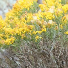 Ericameria laricifolia