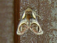 Paectes oculatrix