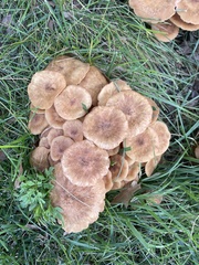 Desarmillaria