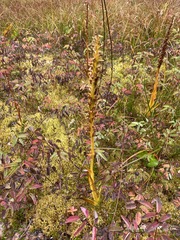 Platanthera dilatata