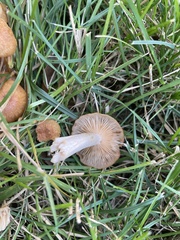 Desarmillaria
