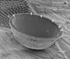 Hyalodiscus