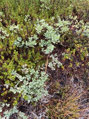 Vaccinium uliginosum