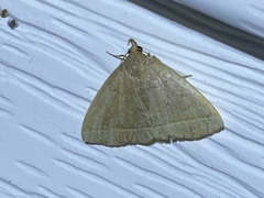 Zanclognatha marcidilinea