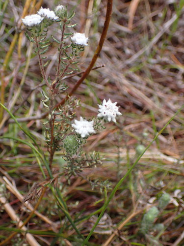 Image of Phylica keetii by (c) Ren Hoekstra, some rights reserved (CC BY)