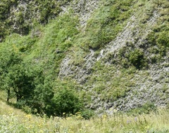 Gypaetus barbatus barbatus