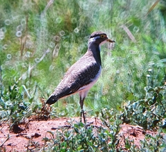Vanellus tricolor