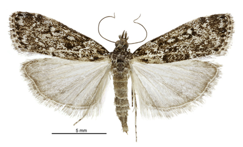 Eudonia philerga photo 4
