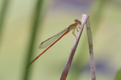 Ceriagrion aeruginosum