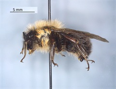 Bombus