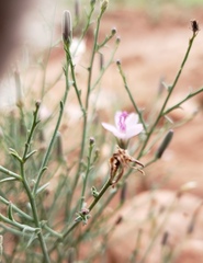 Lygodesmia juncea